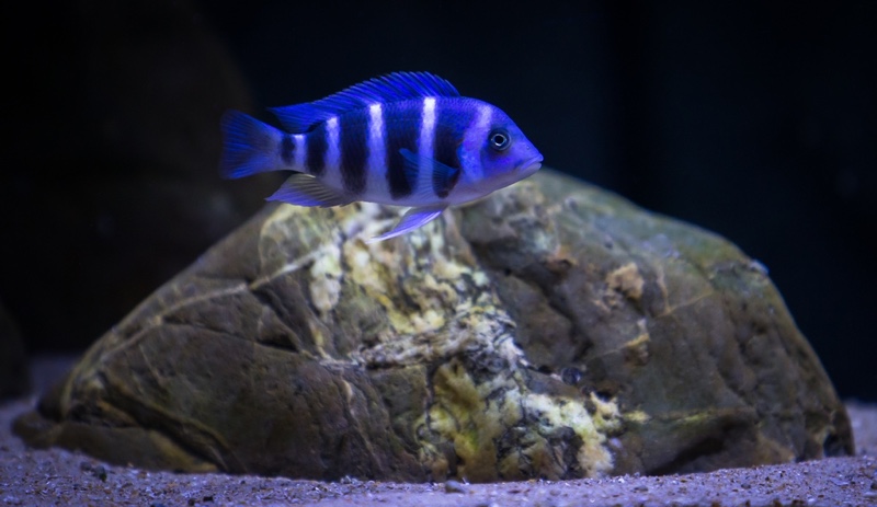 Cyphotilapia gibberosa 'Mtoto'
